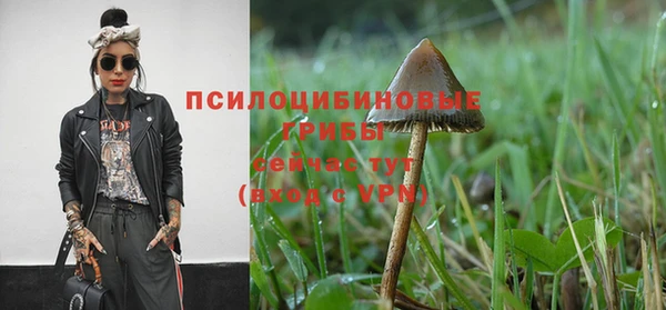шишки Няндома